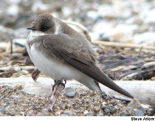 Photo (3): Bank Swallow