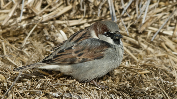 Photo (1): House Sparrow