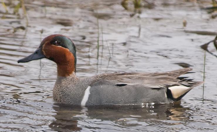 Photo (8): Green-winged Teal