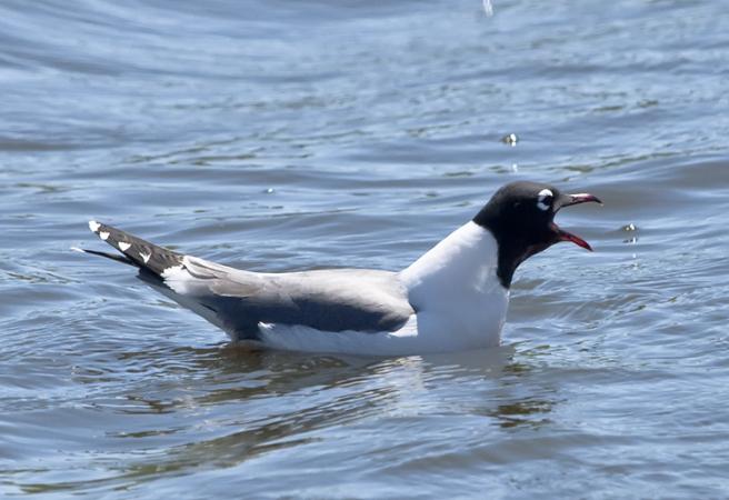 Photo (3): Franklin's Gull