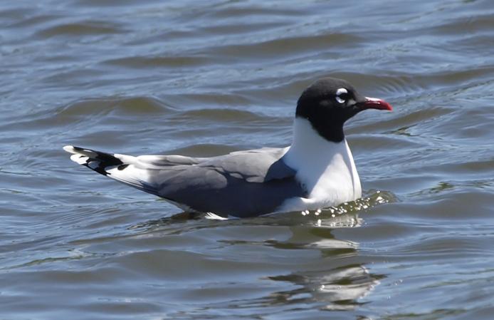 Photo (2): Franklin's Gull