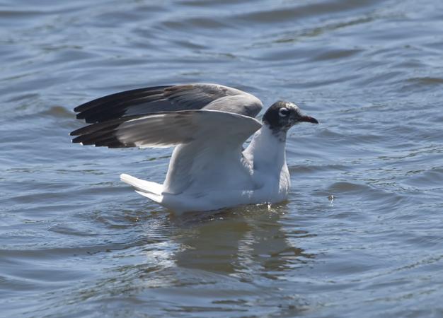 Photo (16): Franklin's Gull