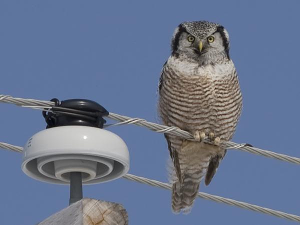 Photo (5): Northern Hawk Owl