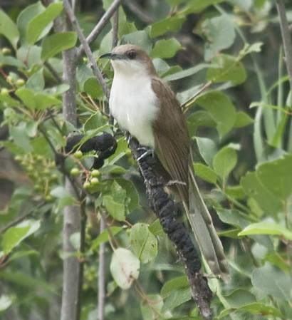 Photo (3): Black-billed Cuckoo