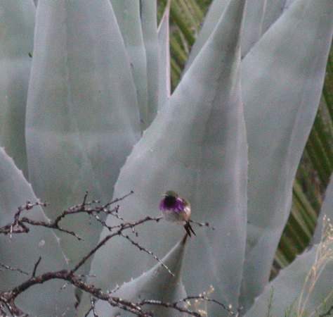 Photo (9): Lucifer Hummingbird