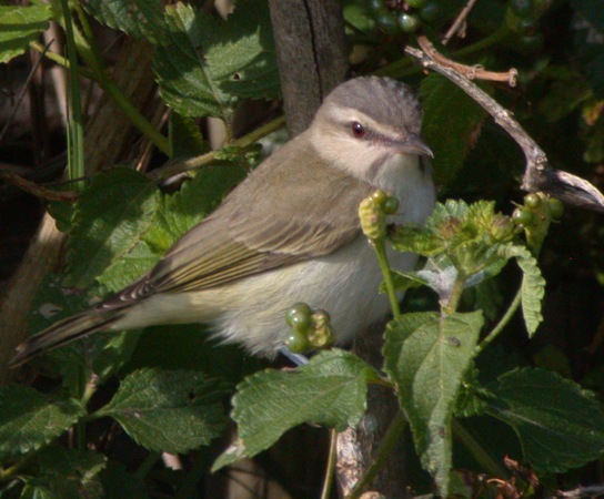 Photo (3): Black-whiskered Vireo