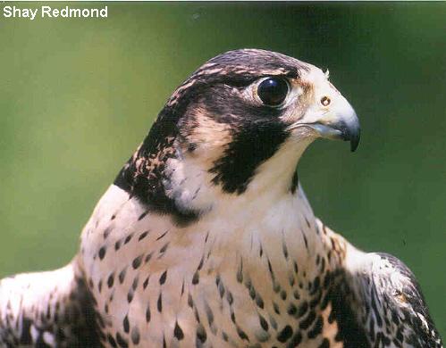 Photo (5): Peregrine Falcon