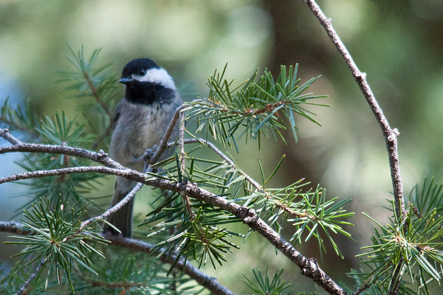 Photo (2): Mexican Chickadee