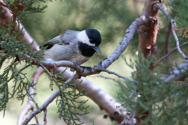 Photo (3): Mexican Chickadee