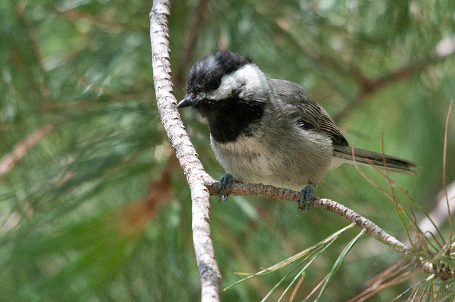 Photo (4): Mexican Chickadee