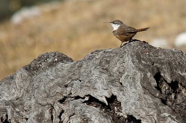 Photo (7): Canyon Wren