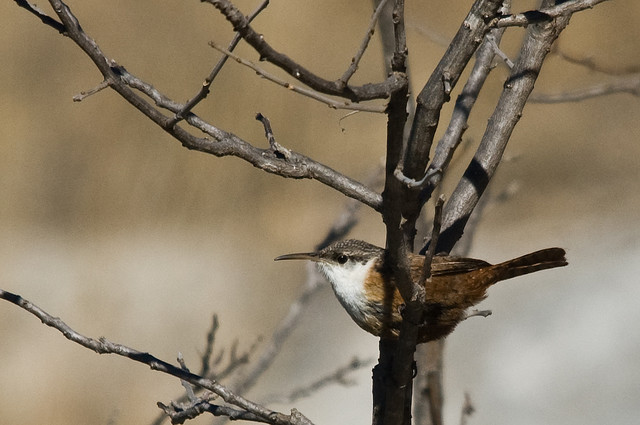 Photo (6): Canyon Wren