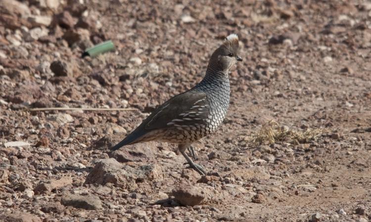 Photo (2): Scaled Quail