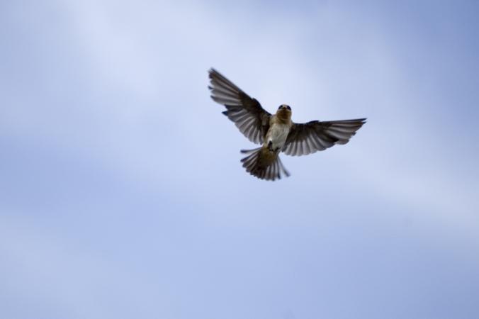 Photo (3): Cave Swallow