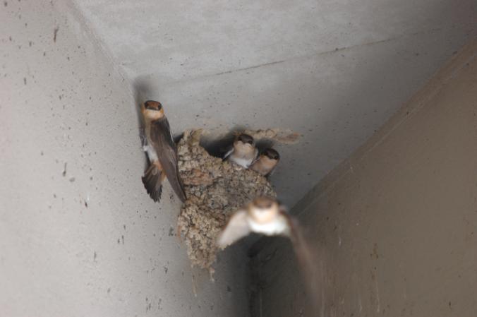 Photo (4): Cave Swallow