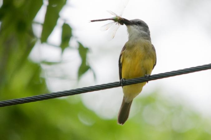 Photo (7): Couch's Kingbird