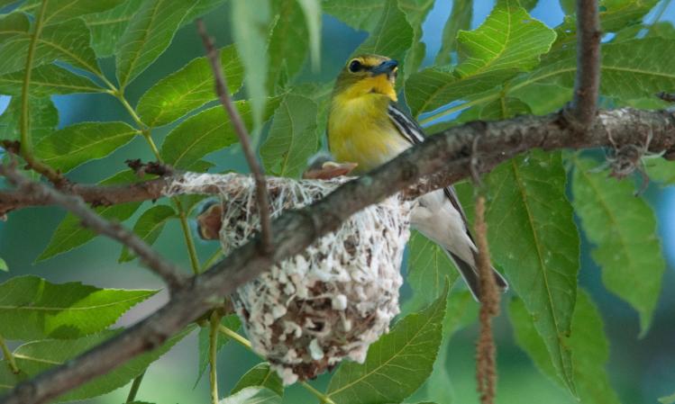 Photo (23): Yellow-throated Vireo