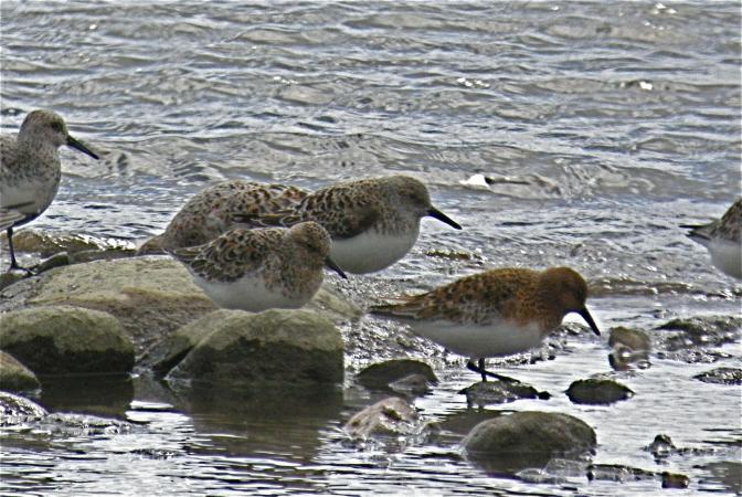 Photo (3): Sanderling