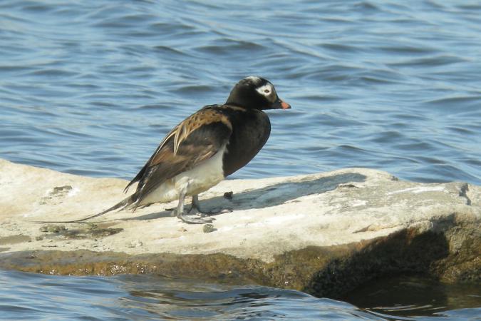 Photo (1): Long-tailed Duck