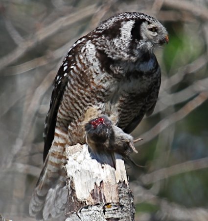 Photo (15): Northern Hawk Owl
