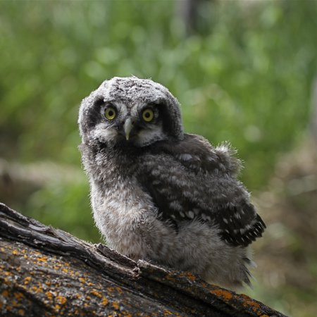 Photo (16): Northern Hawk Owl