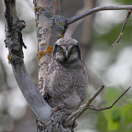 Photo (17): Northern Hawk Owl