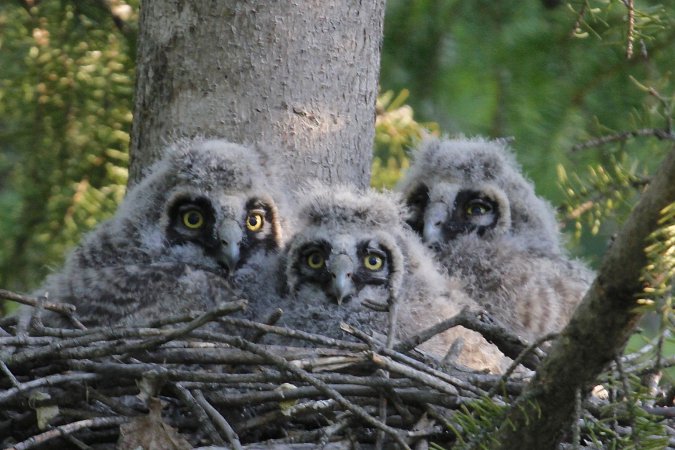 Photo (23): Long-eared Owl