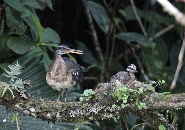 Photo (20): Sunbittern