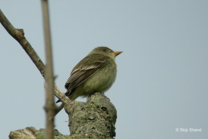 Photo (4): Willow Flycatcher