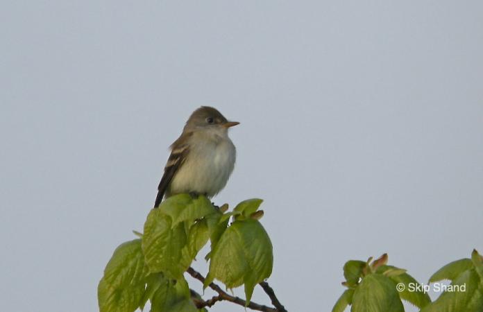 Photo (3): Willow Flycatcher