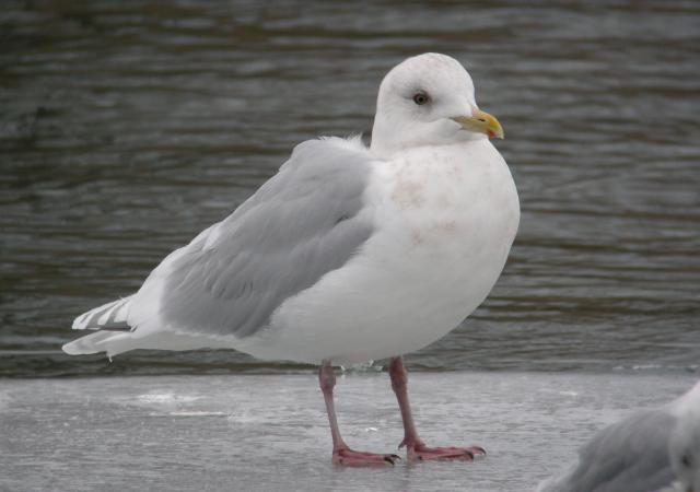 Image (2): Goéland arctique