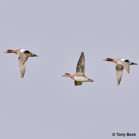 Photo (9): Eurasian Wigeon