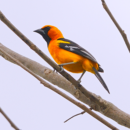 Photo (8): Altamira Oriole