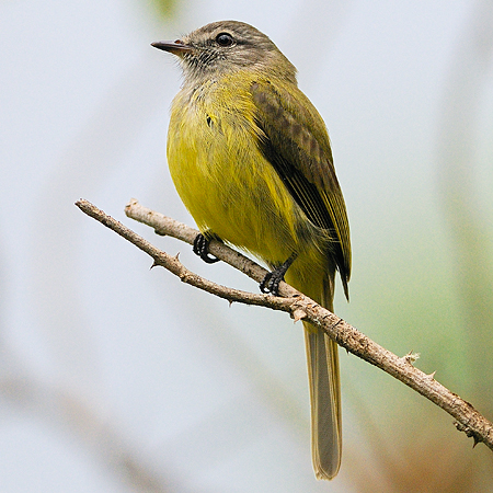 Photo (1): Greenish Elaenia