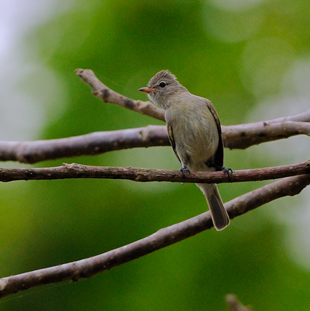 Photo (2): Northern Beardless-Tyrannulet