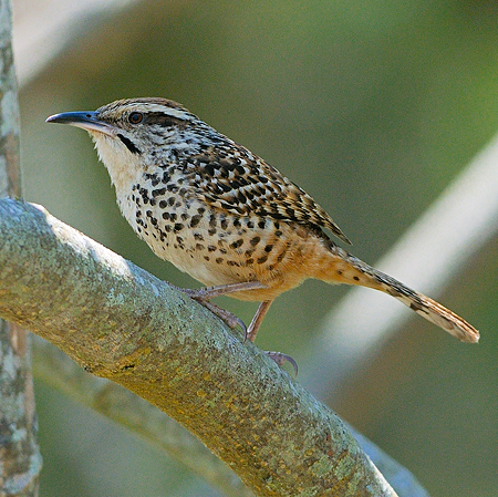 Photo (1): Spotted Wren