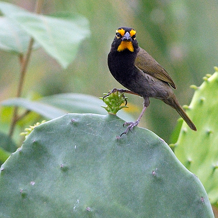 Photo (3): Yellow-faced Grassquit