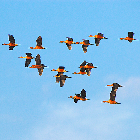 Photo (15): Fulvous Whistling-Duck