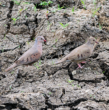 Photo (8): Common Ground-Dove