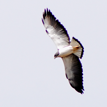 Photo (2): White-tailed Hawk