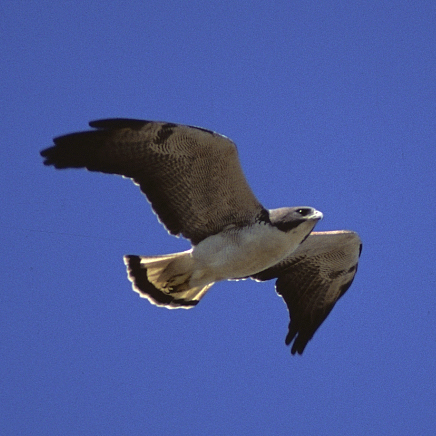 Photo (3): White-tailed Hawk