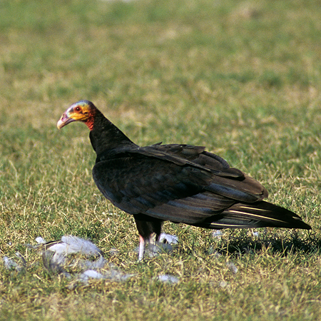 Photo (4): Lesser Yellow-headed Vulture