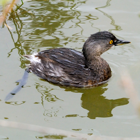 Photo (2): Least Grebe