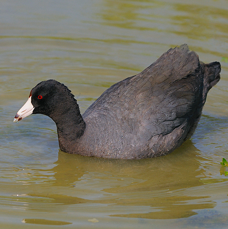 Photo (3): American Coot