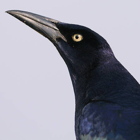 Photo (6): Great-tailed Grackle