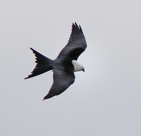 Photo (3): Swallow-tailed Kite