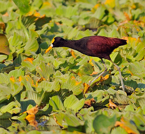 Photo (2): Northern Jacana
