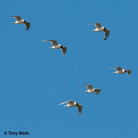 Photo (4): Franklin's Gull