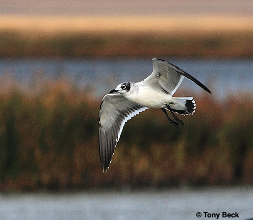 Photo (17): Franklin's Gull