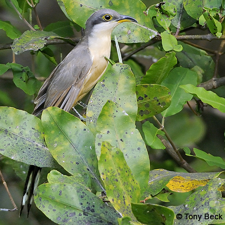 Photo (2): Mangrove Cuckoo